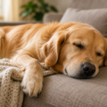 Why Does My Dog Sleep So Much? What's Normal and What's Not 168ec70f 5e9d 4a4c b6a1 74dc3fab41ff
