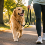 How Often Should You Walk Your Dog? A Simple Guide for Every Dog Owner 39e9f9ea 332d 458c aecb c04f68aa06a3