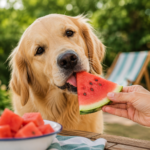 Can Dogs Eat Watermelon? A Refreshing Summer Treat for Your Dog 4775c451 aa16 403c 8d75 e7d51887eefe