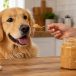 Golden retriever being offered peanut butter from a spoon