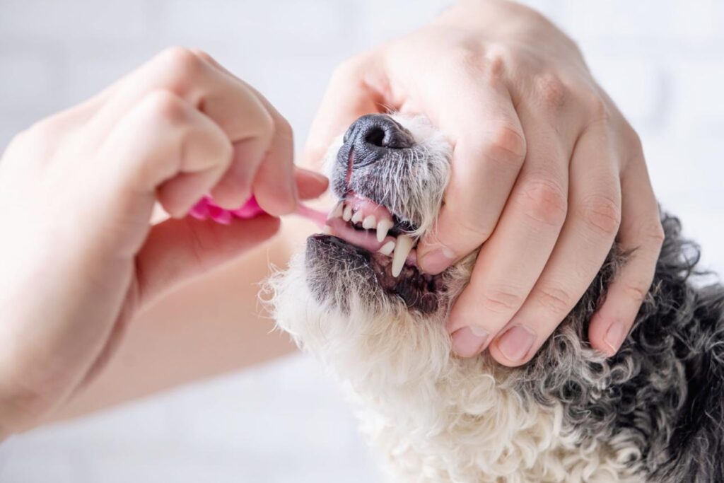 Best Dog Toothbrushes and Dental Chews in 2026 d72znohtvdrfrqke7qjxt0wqndp1sssxynwdp1yyn5wkdtryqhluf12arreqvvh1rcuofn5bpzzmbwa1 01nexsp3husjhdnho7lmdu6ahljxgwxfff6ch rtn7htzkbcrpqb7rkd1qg1hcltci5mqriz1u5qzgcb ginbscv226pncx7h qksrlpfgo54xg