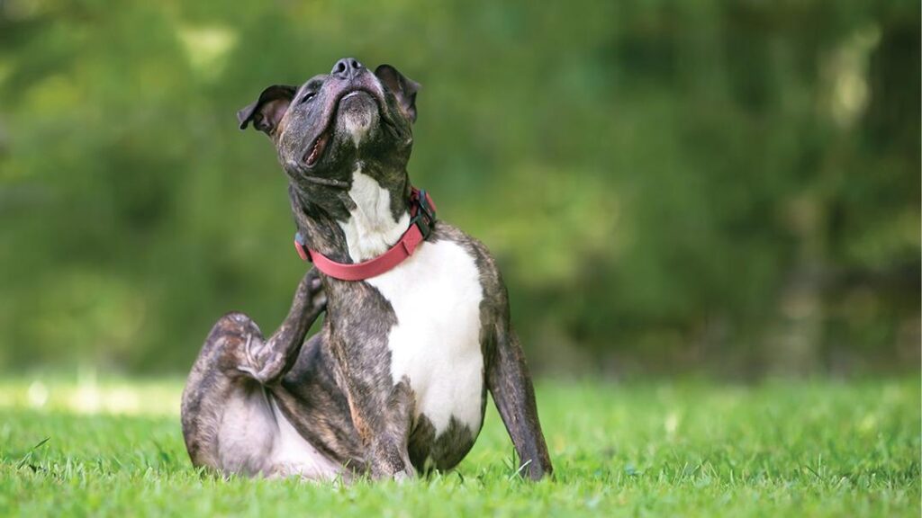 Why Is My Dog Itching So Much? Common Causes Every Owner Should Know kk4zqwo54ava g5n7ztlyvw6blzk4dcqw vxi3wvm64soh fv8p79vwkrmsot kzpnsc7yb3nfpevygv4fkqccmk tnobuoan8mhyhvmd049jryncjtmvnjseq0qi4zsgu sjmxd mlazfe3vii9s yucyeiucykfhdbu1lfbz4