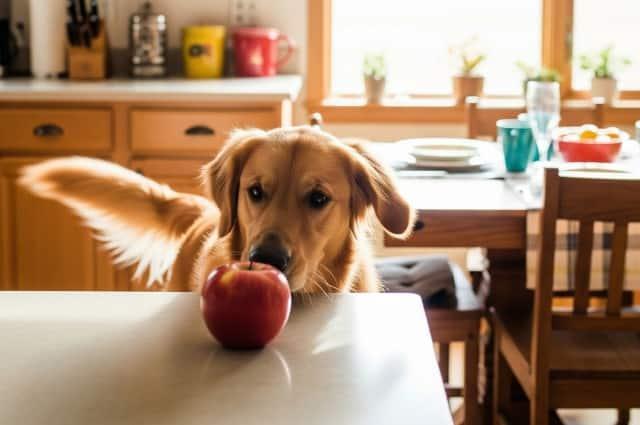 Can Dogs Eat Apples? A Simple Guide for Dog Owners usxjnxakyzci8bwc8aubt iyxowonajk2fytfdwd1i046byjisj9y7o7vhtu3gmji5jkwf26gwwdon923bi0y4dhpw9tfk3sxnn0c99kjgwfji6bkegfmnxrfth9tg1t7nw6mza9qzenjmi01ec o86ka9shajvacu lzawkoho