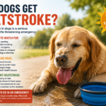 Golden retriever panting in hot summer weather with infographic highlighting signs of heatstroke in dogs