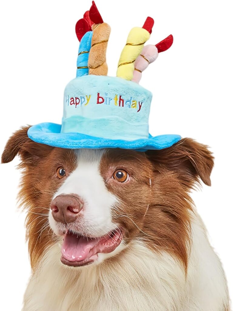 Dog wearing a blue birthday cake hat with colorful candles